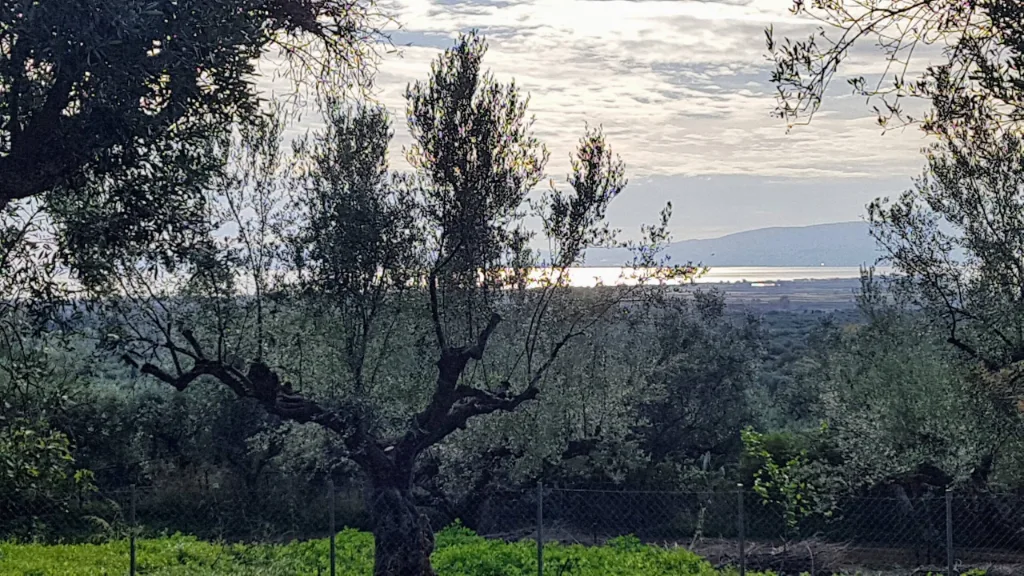 The garden and olive grove at Villa Georgia, Kalamata