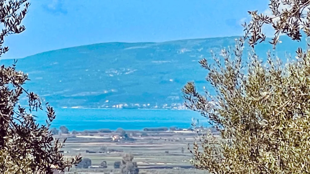 The garden and olive grove at Villa Georgia, Kalamata