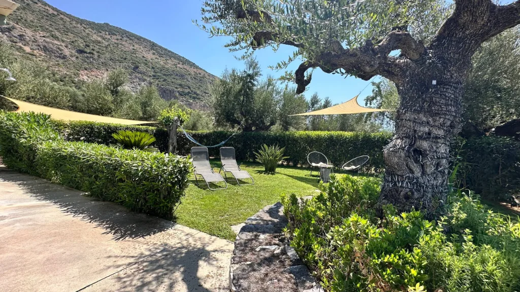 The garden and olive grove at Villa Georgia, Kalamata